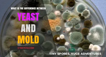 Yeast vs. Mold: Understanding the Key Differences and Uses