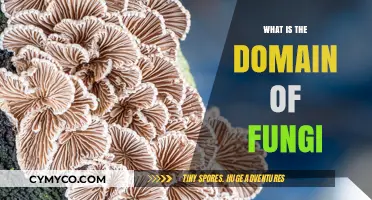 Exploring the Fascinating Realm of Fungi: A Comprehensive Guide