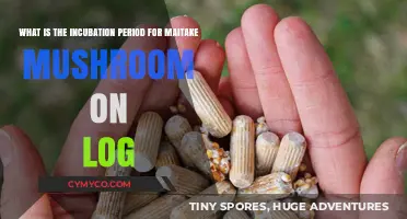 Exploring the Maitake Mushroom Incubation Period on Logs