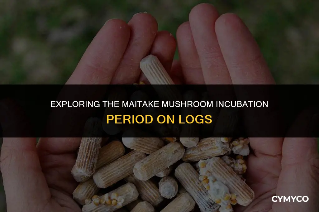 what is the incubation period for maitake mushroom on log