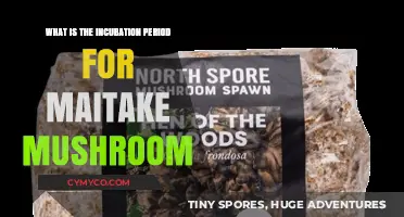 Exploring the Maitake Mushroom: Incubation Period Insights
