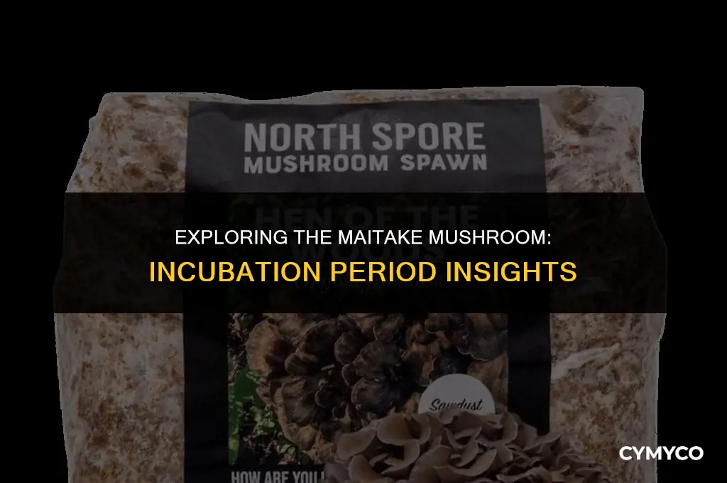what is the incubation period for maitake mushroom