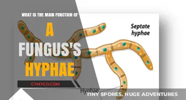 Exploring the Essential Role of Fungal Hyphae in Nature