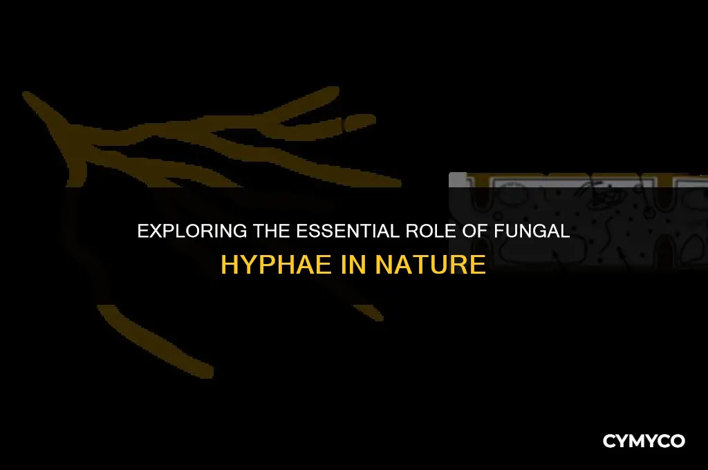what is the main function of a fungus