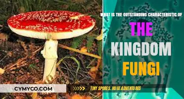 Exploring the Unique Traits of the Kingdom Fungi