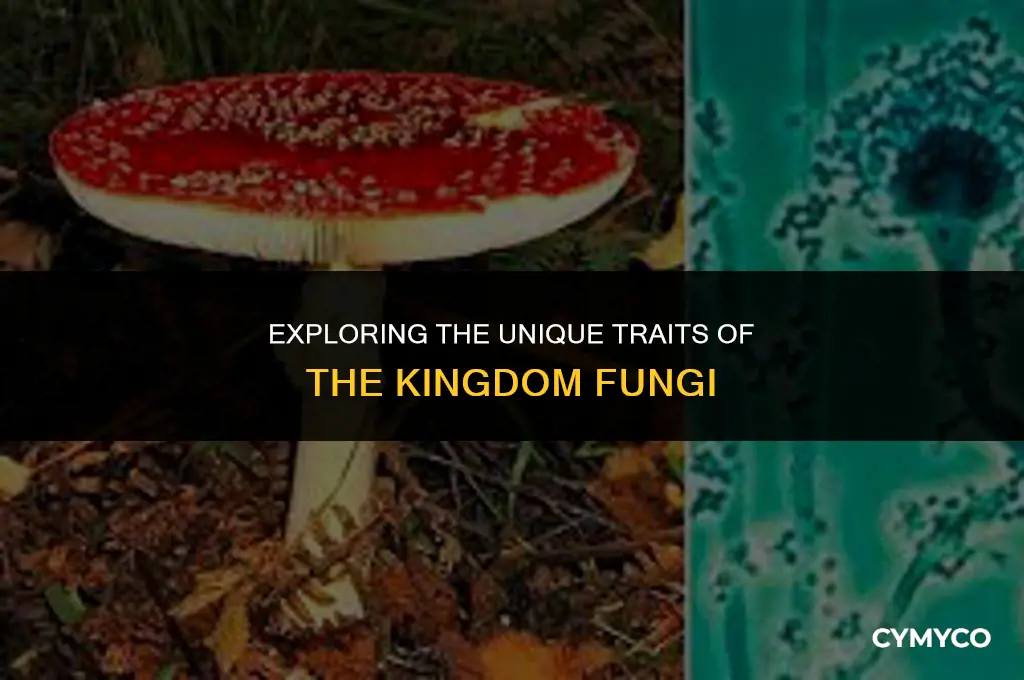 what is the outstanding characteristic of the kingdom fungi