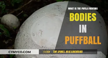 Exploring the Fascinating World of Puffball Fruiting Bodies