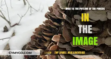 Identifying the Phylum of the Fungus in the Image: A Guide