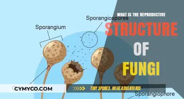 Exploring the Intricate Reproductive Structures of Fungi