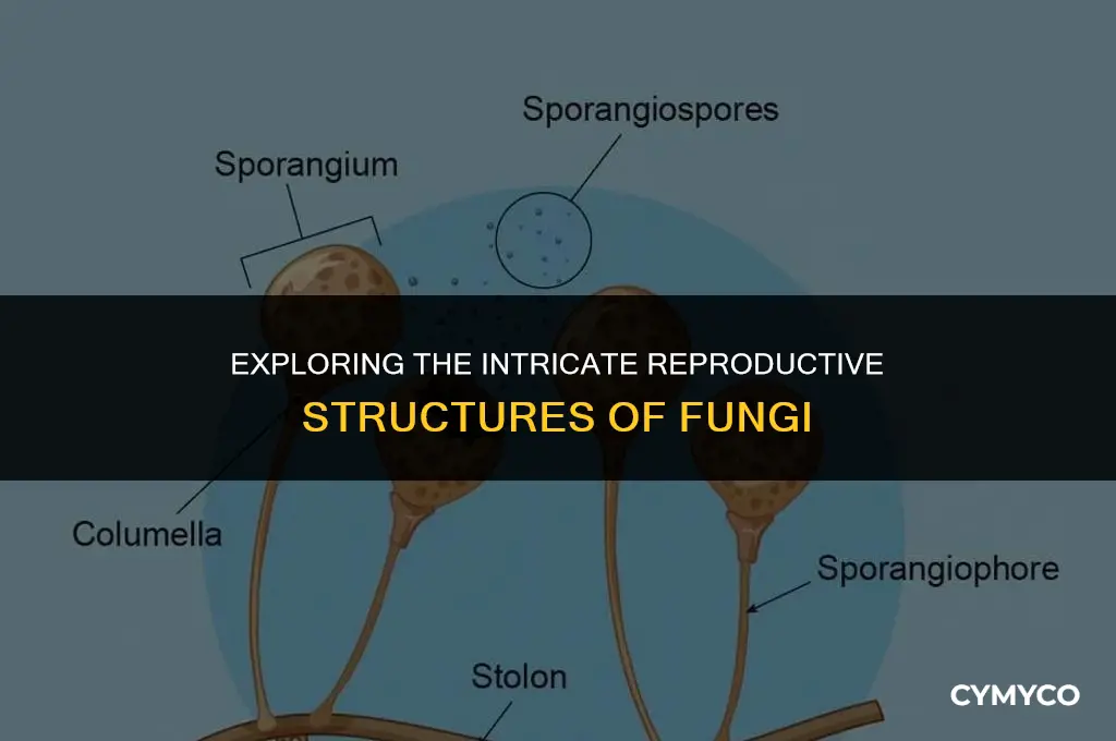 what is the reproductive structure of fungi