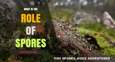 Unlocking the Mysteries: The Vital Role of Spores in Nature