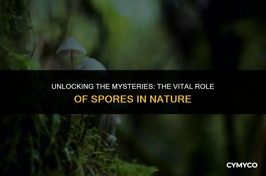 what is the role of spores