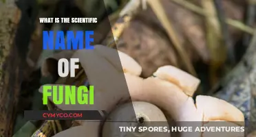 Exploring the Fascinating World of Fungi: A Scientific Perspective