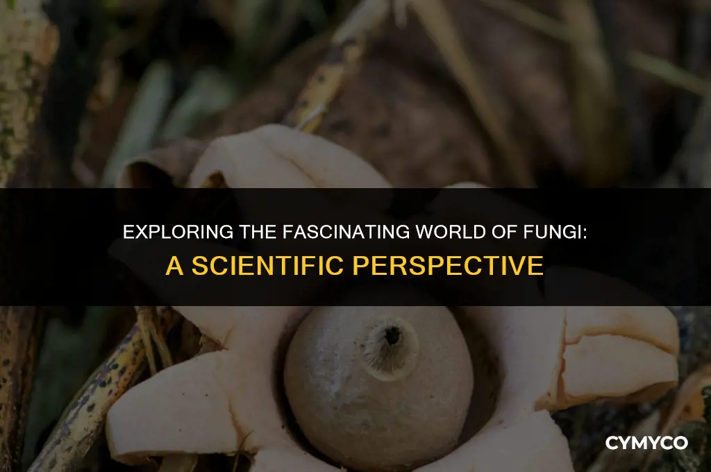what is the scientific name of fungi