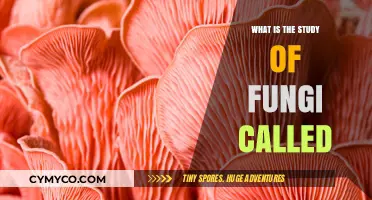 Exploring the Fascinating World of Mycology: The Study of Fungi