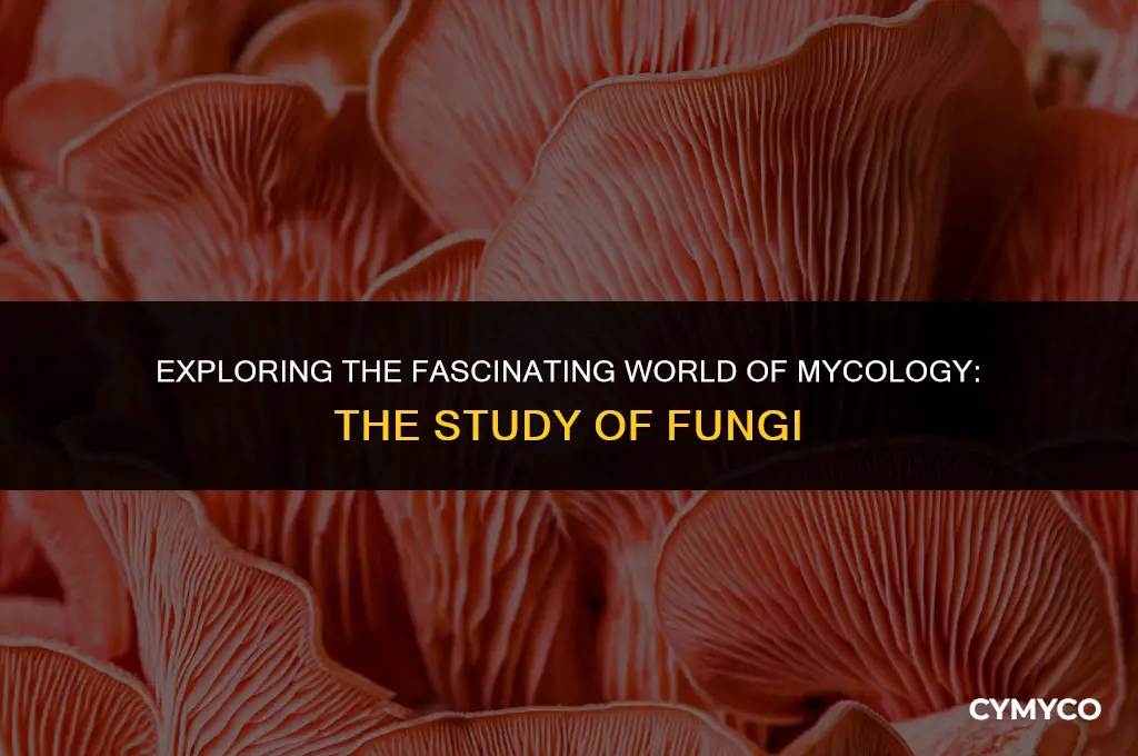 what is the study of fungi called
