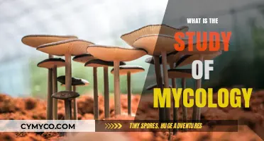 Exploring the Fascinating World of Mycology: The Study of Fungi
