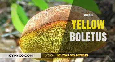 Exploring the Edible Delights of Yellow Boletus Mushrooms