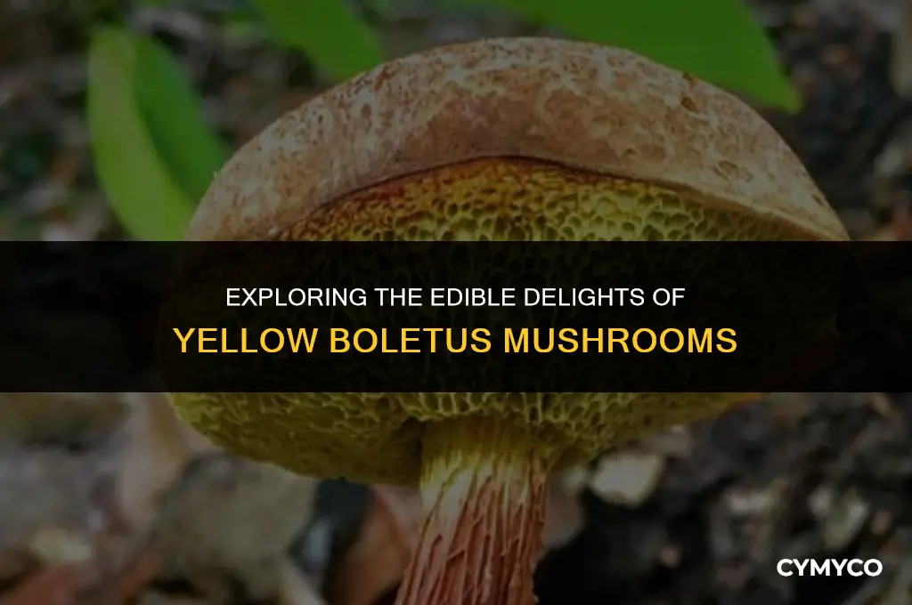 what is yellow boletus