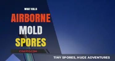 Effective Ways to Eliminate Airborne Mold Spores