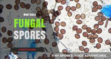 Effective Ways to Eliminate Fungal Spores: A Comprehensive Guide