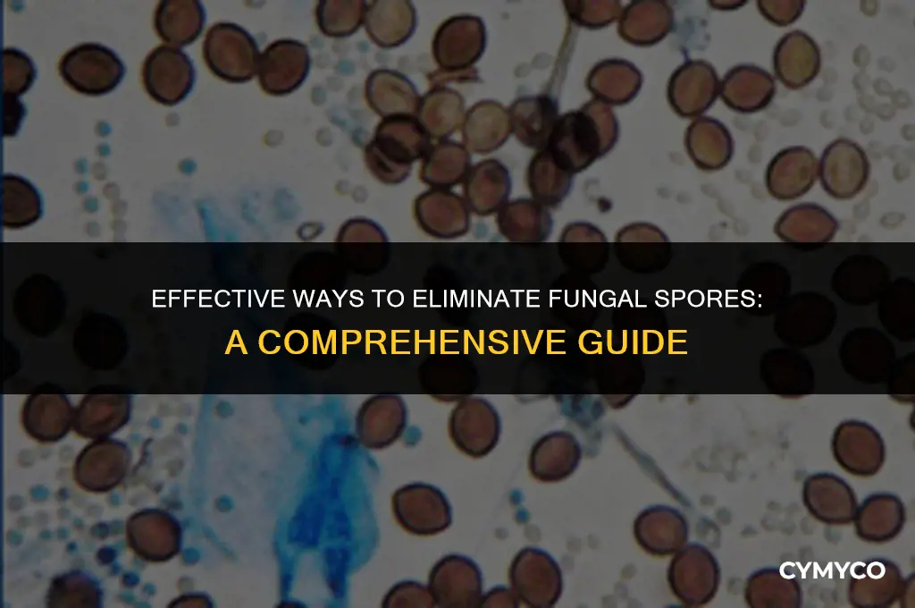 what kills fungal spores