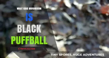 Exploring the Edibility and Uses of the Black Puffball Mushroom