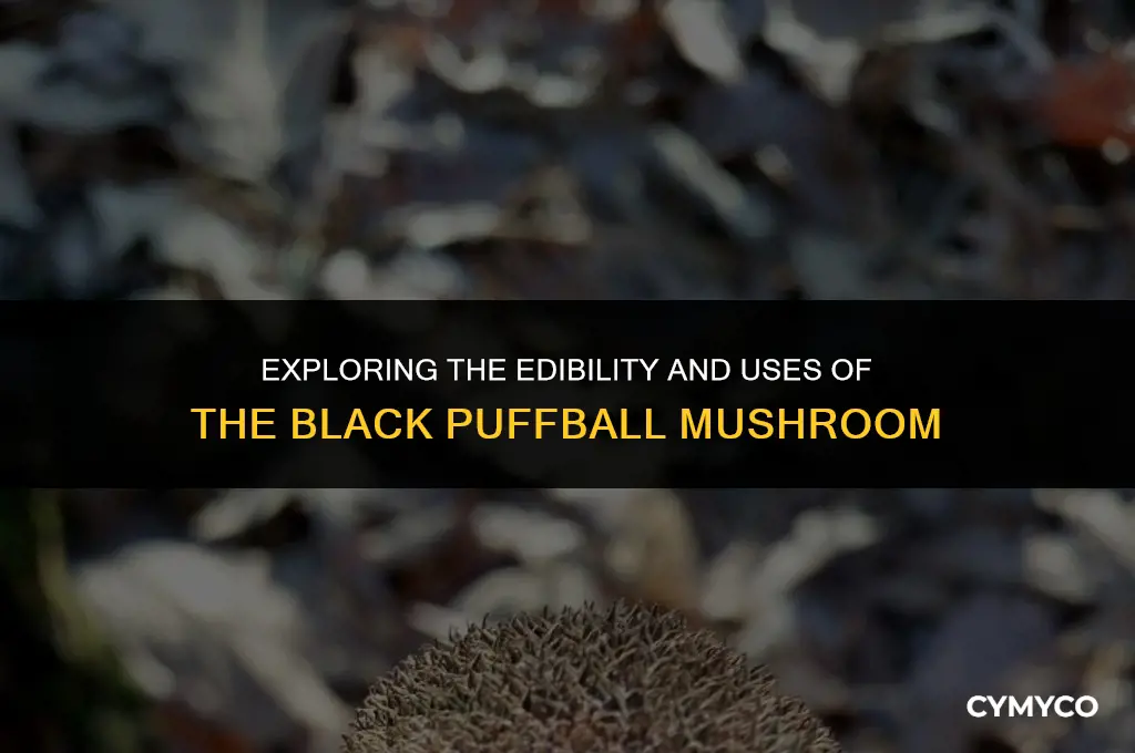 what kind mushroom is black puffball