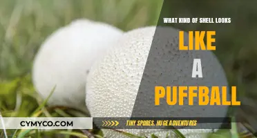 Exploring Nature's Wonders: Shells That Resemble Puffballs