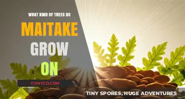 Exploring Maitake's Habitat: A Guide to Their Preferred Trees
