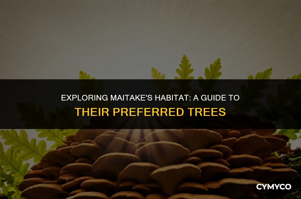 what kind of trees do maitake grow on