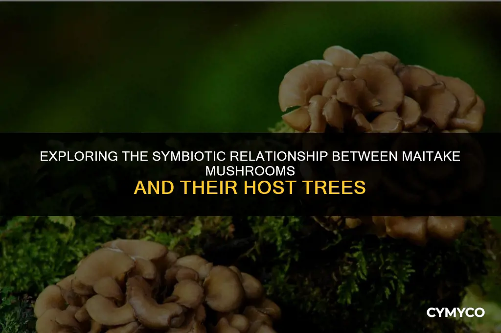 what kind of trees maitake mushrooms