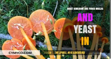 Exploring the Fascinating World of Fungi, Molds, and Yeast