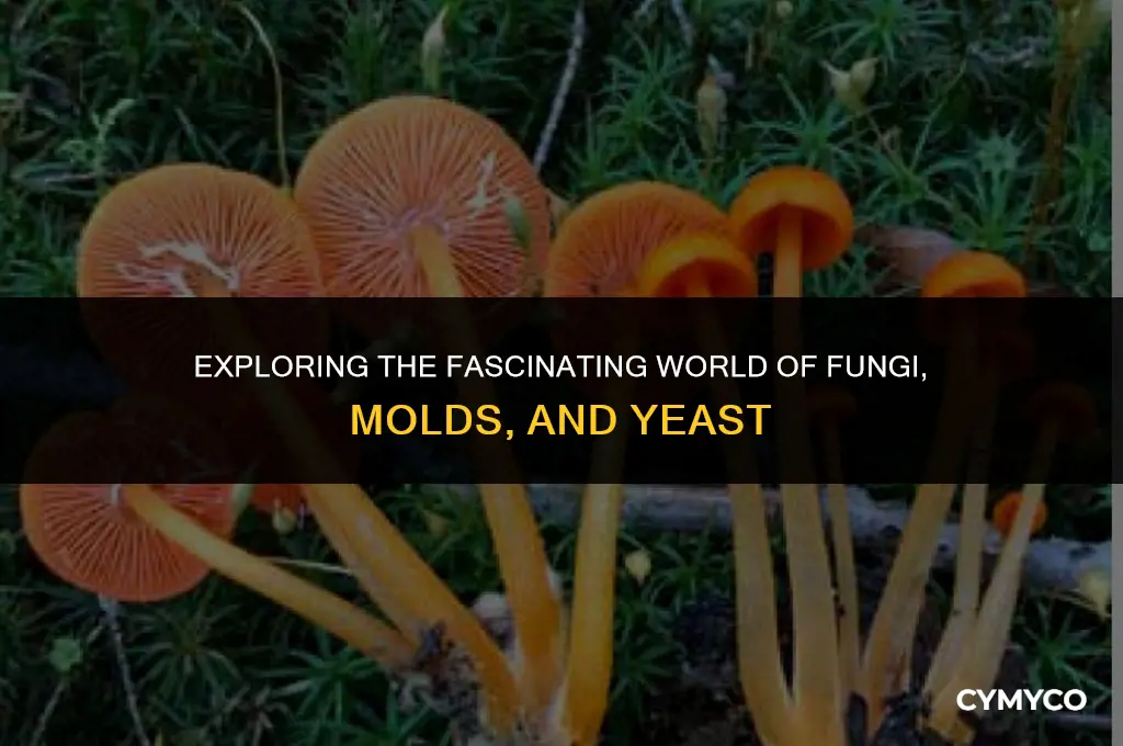 what kingdom are fungi molds and yeast in