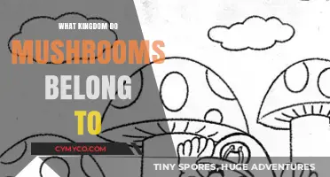 Exploring the Fascinating Kingdom of Mushrooms: A Mycological Journey