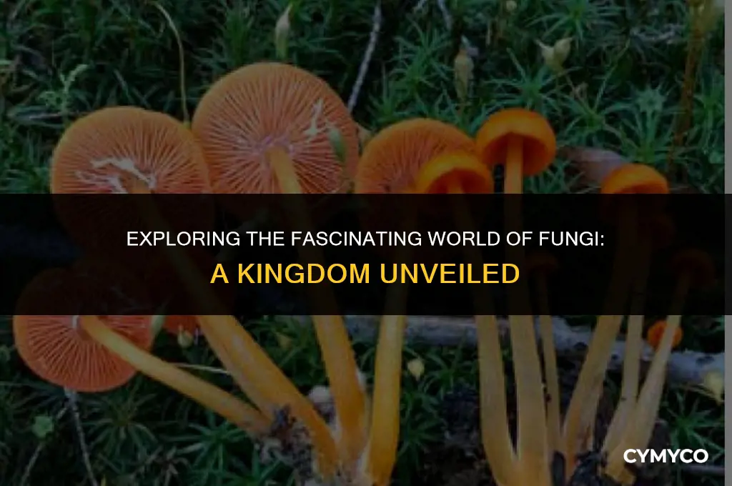 what kingdom does fungi belong to