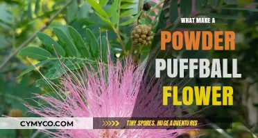 Delicate Beauty: Unveiling the Secrets of Powder Puffball Flowers