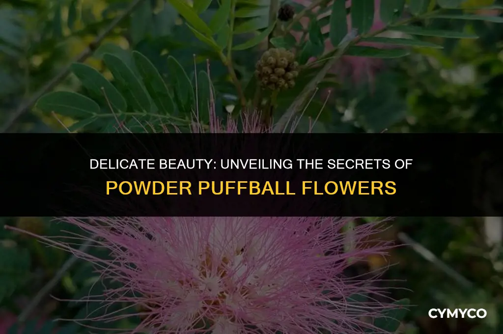 what make a powder puffball flower