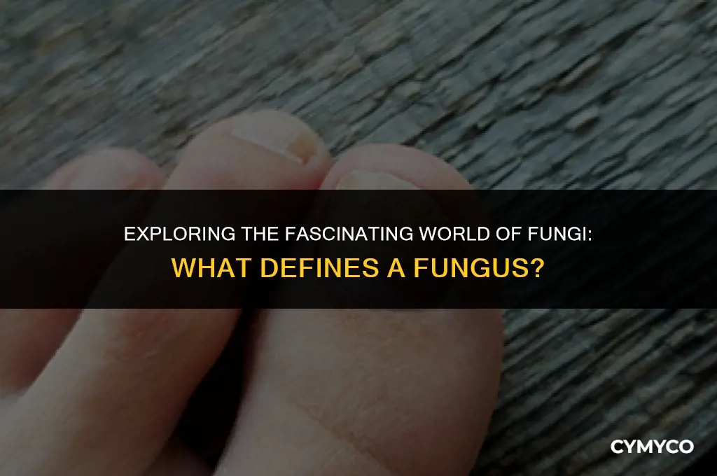 what makes a fungus a fungus