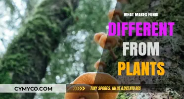 Exploring the Unique Realm: What Sets Fungi Apart from Plants