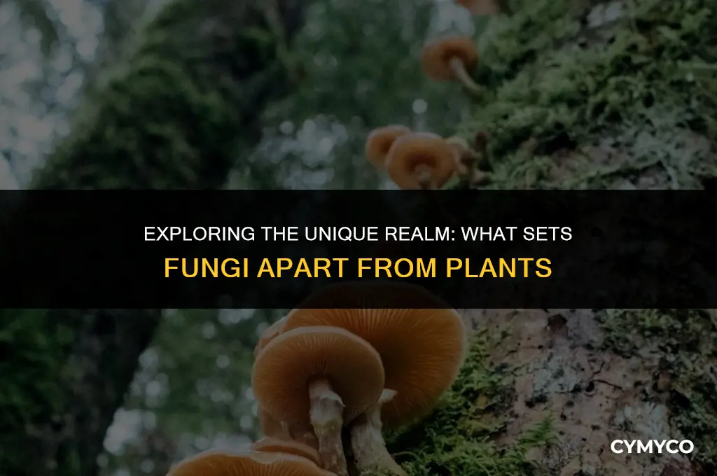 what makes fungi different from plants