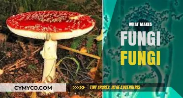 Exploring the Unique World of Fungi: What Sets Them Apart?