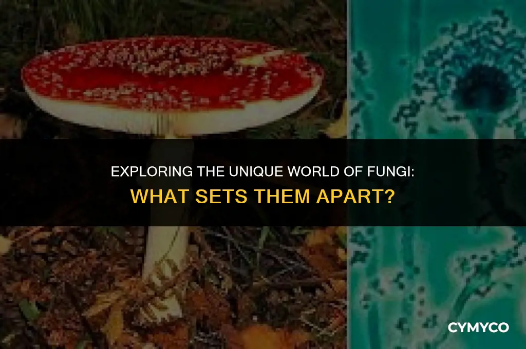 what makes fungi fungi