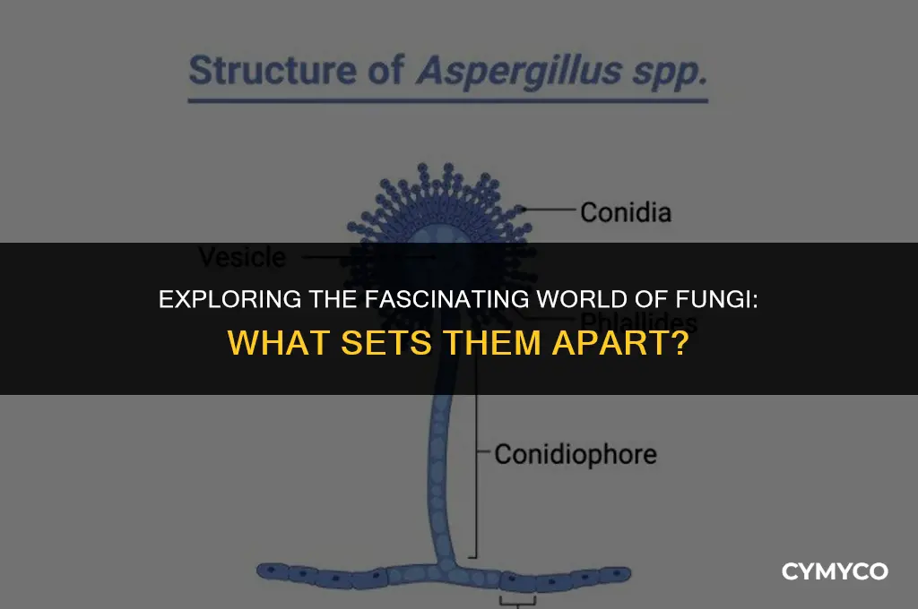 what makes fungi unique