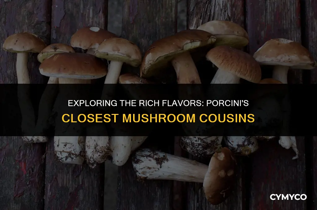 what mushroom is closest to porcini