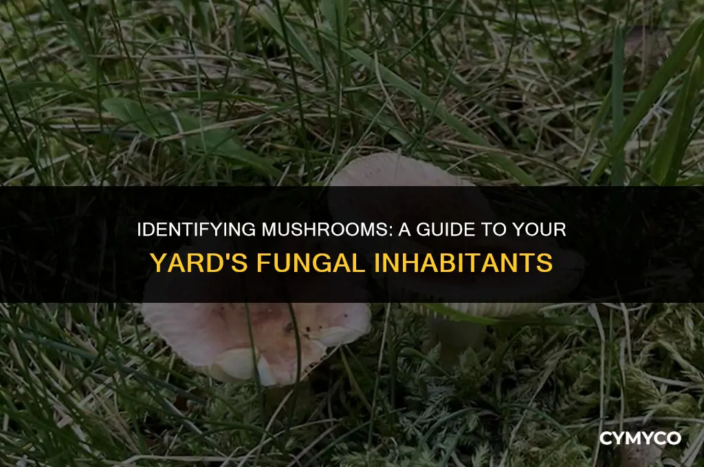 what mushroom is growing in my yard