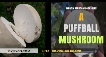 Identifying Lookalikes: Mushrooms That Resemble Puffballs