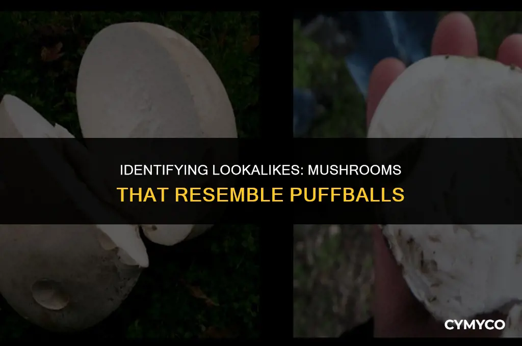 what mushroom looks like a puffball mushroom
