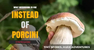Exploring Flavorful Alternatives: Mushrooms to Replace Porcini in Your Recipes