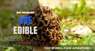 Discovering Safe and Delicious Edible Mushrooms: A Beginner's Guide